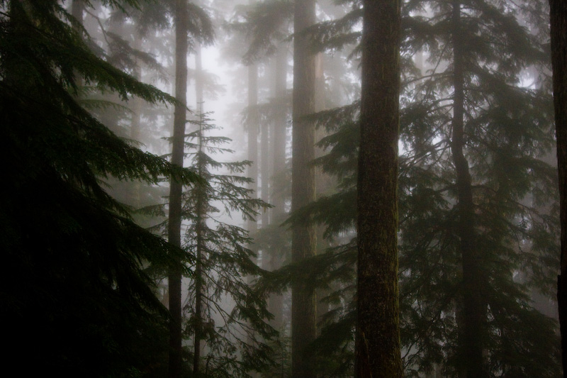 Trees In Mist